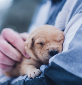 Student holding puppy