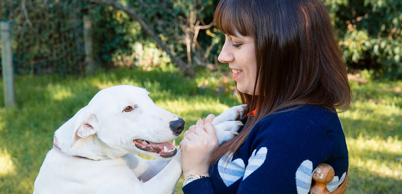 A dark haired woman in  blue jumper is playig with a white dog, who is jumping up on her